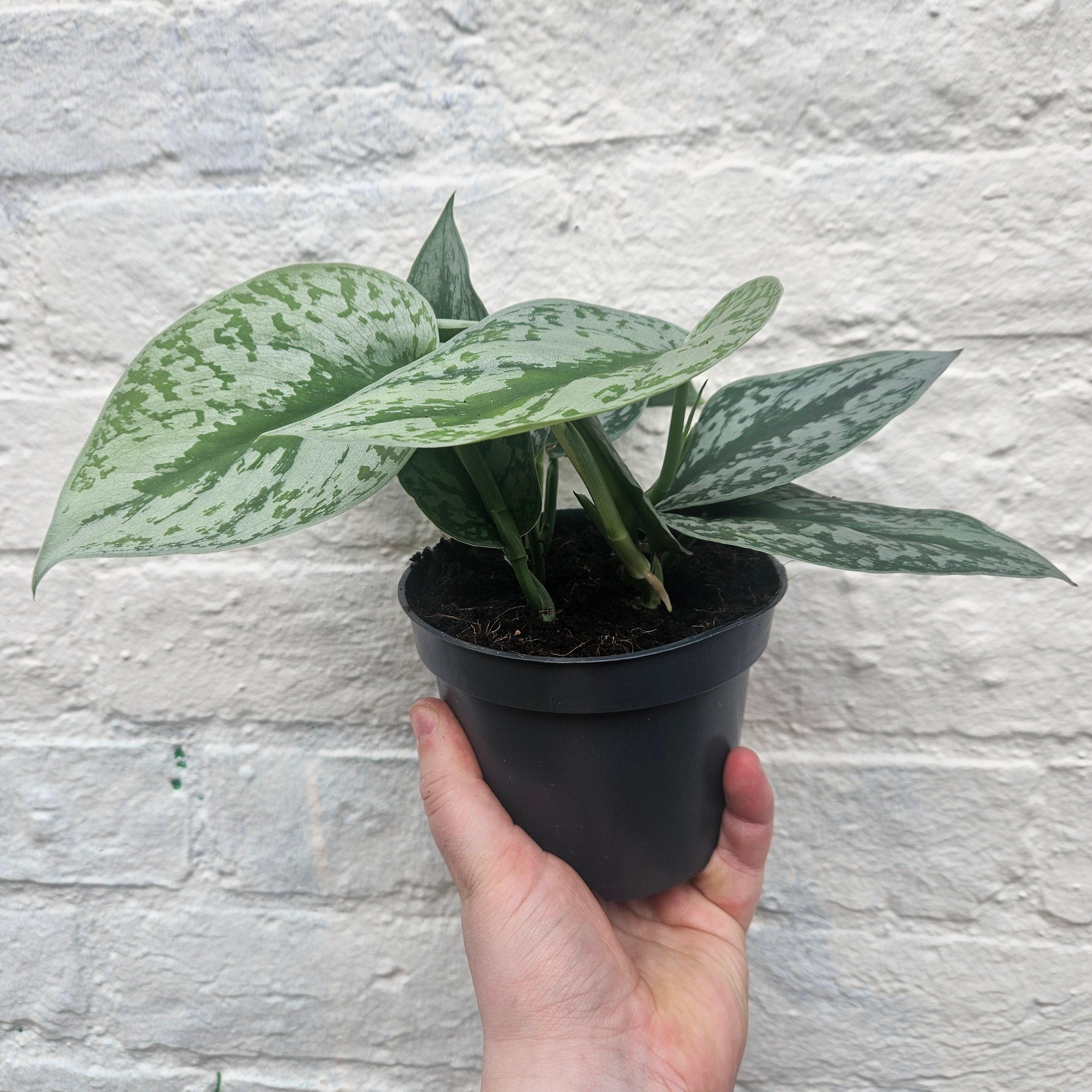 Scindapsus pictus &amp;