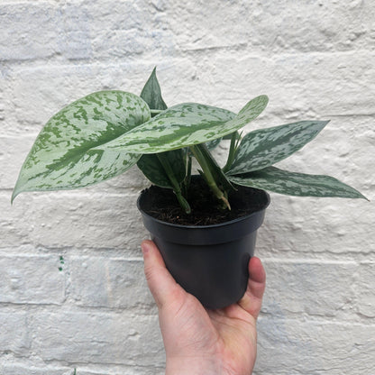 Scindapsus pictus &amp;