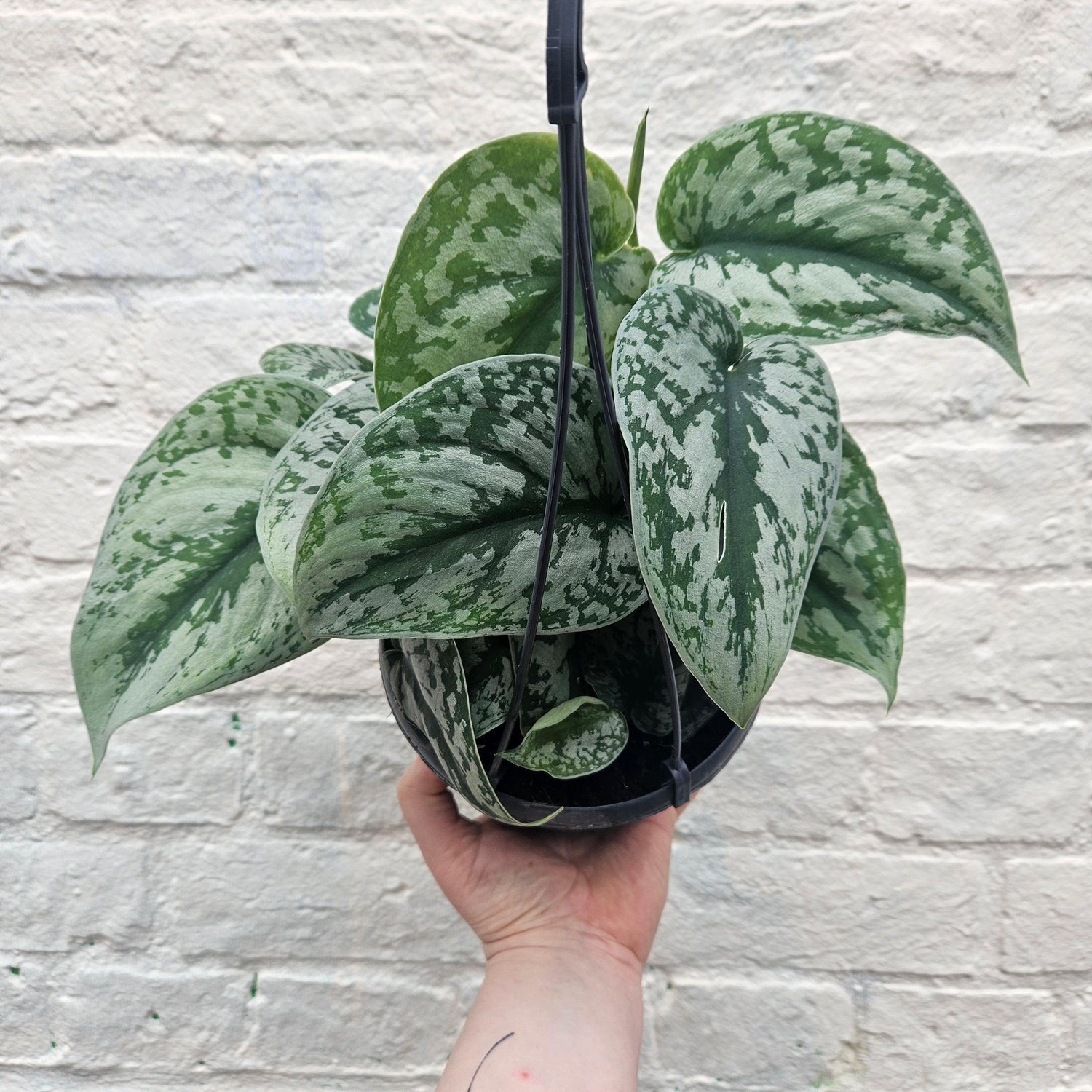 Scindapsus pictus &amp;