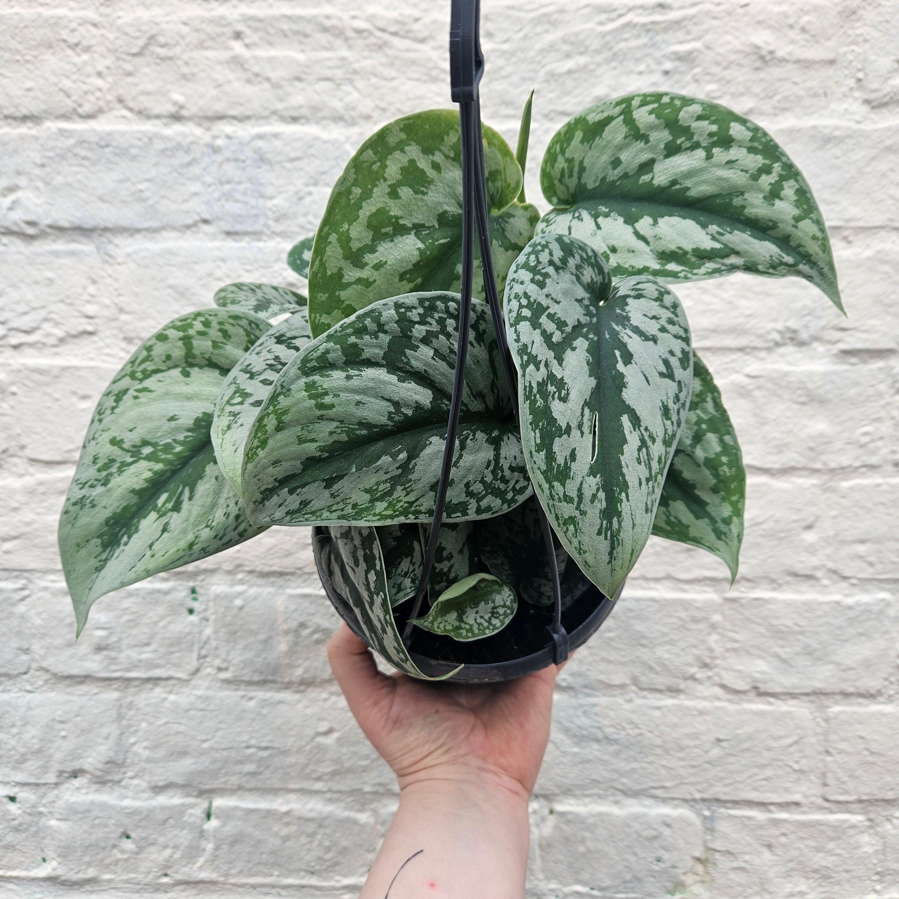 Scindapsus pictus &amp;