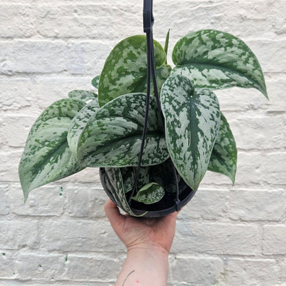 Scindapsus pictus &amp;