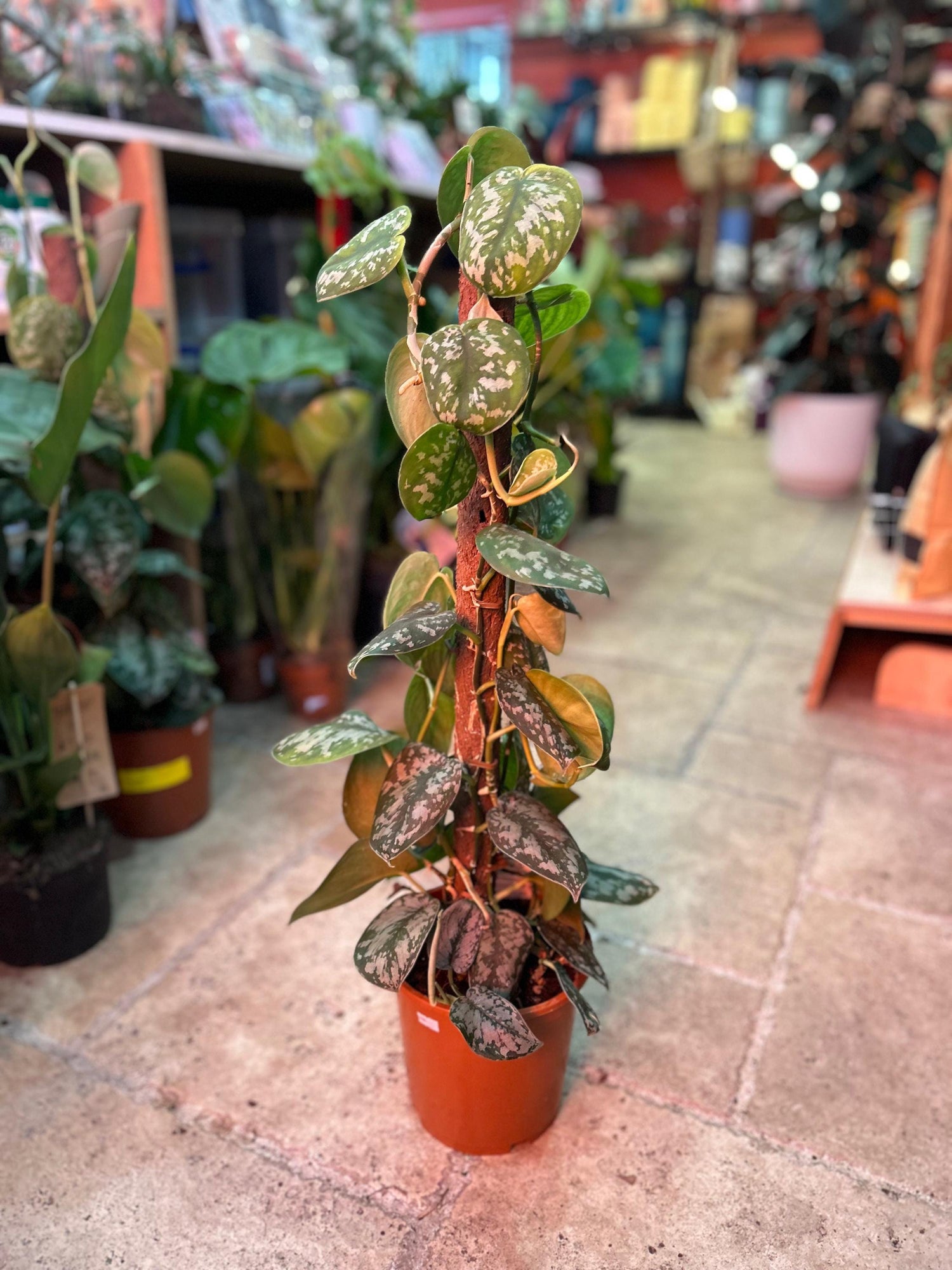 Scindapsus pictus &amp;