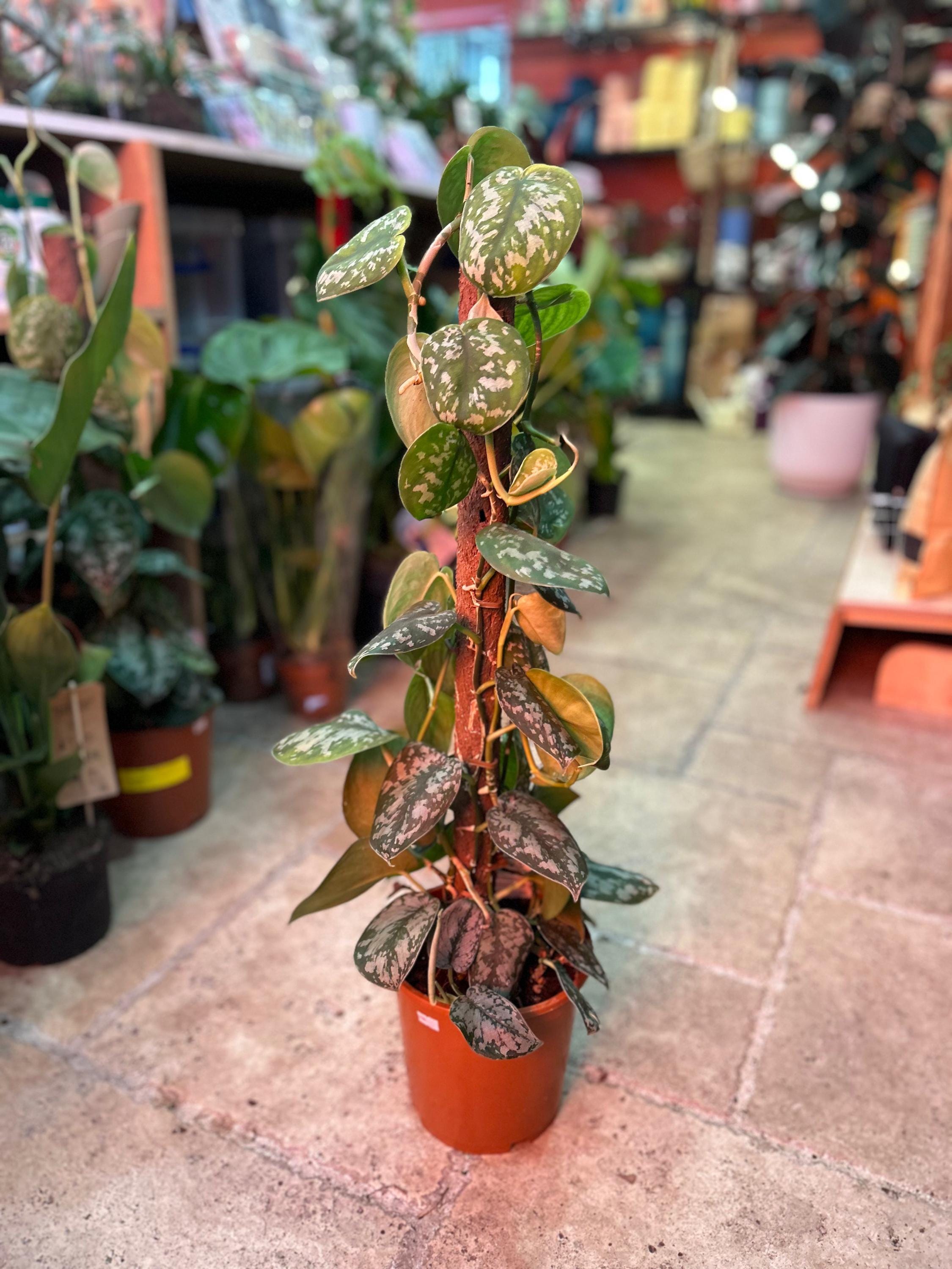 Scindapsus pictus &amp;