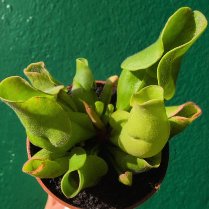 Sarracenia (Trumpet Pitcher plant)
