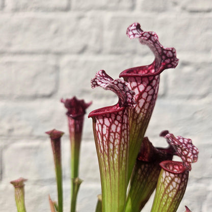 Sarracenia (Trumpet Pitcher plant)