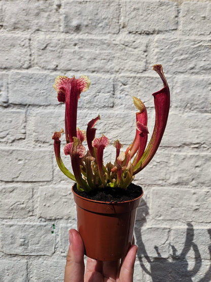 Sarracenia (Trumpet Pitcher plant)