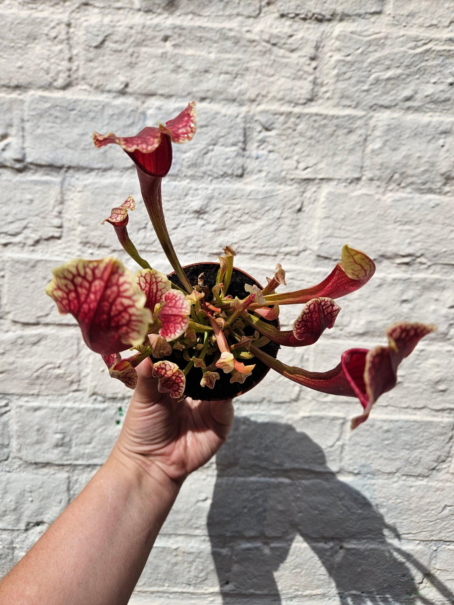 Sarracenia (Trumpet Pitcher plant)