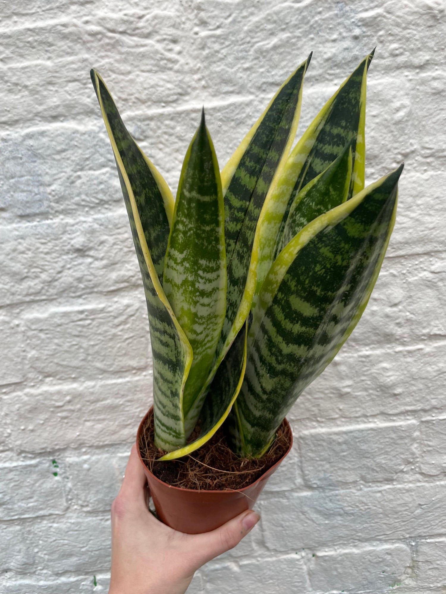 Sansevieria &amp;