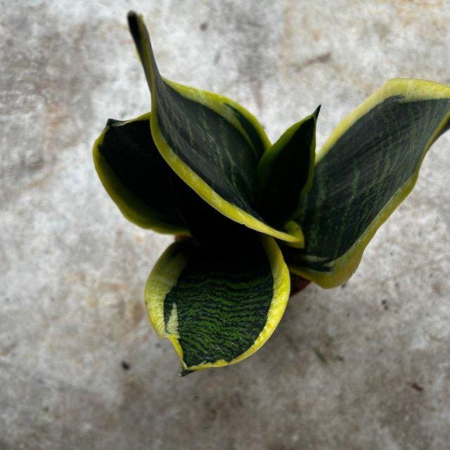 Sansevieria &amp;