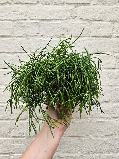 Rhipsalis baccifera &amp;