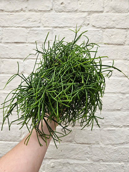 Rhipsalis baccifera &amp;