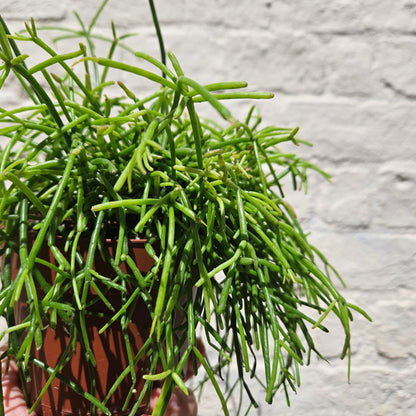 Rhipsalis baccifera &amp;