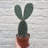 Opuntia pylana (Bunny ears cactus)