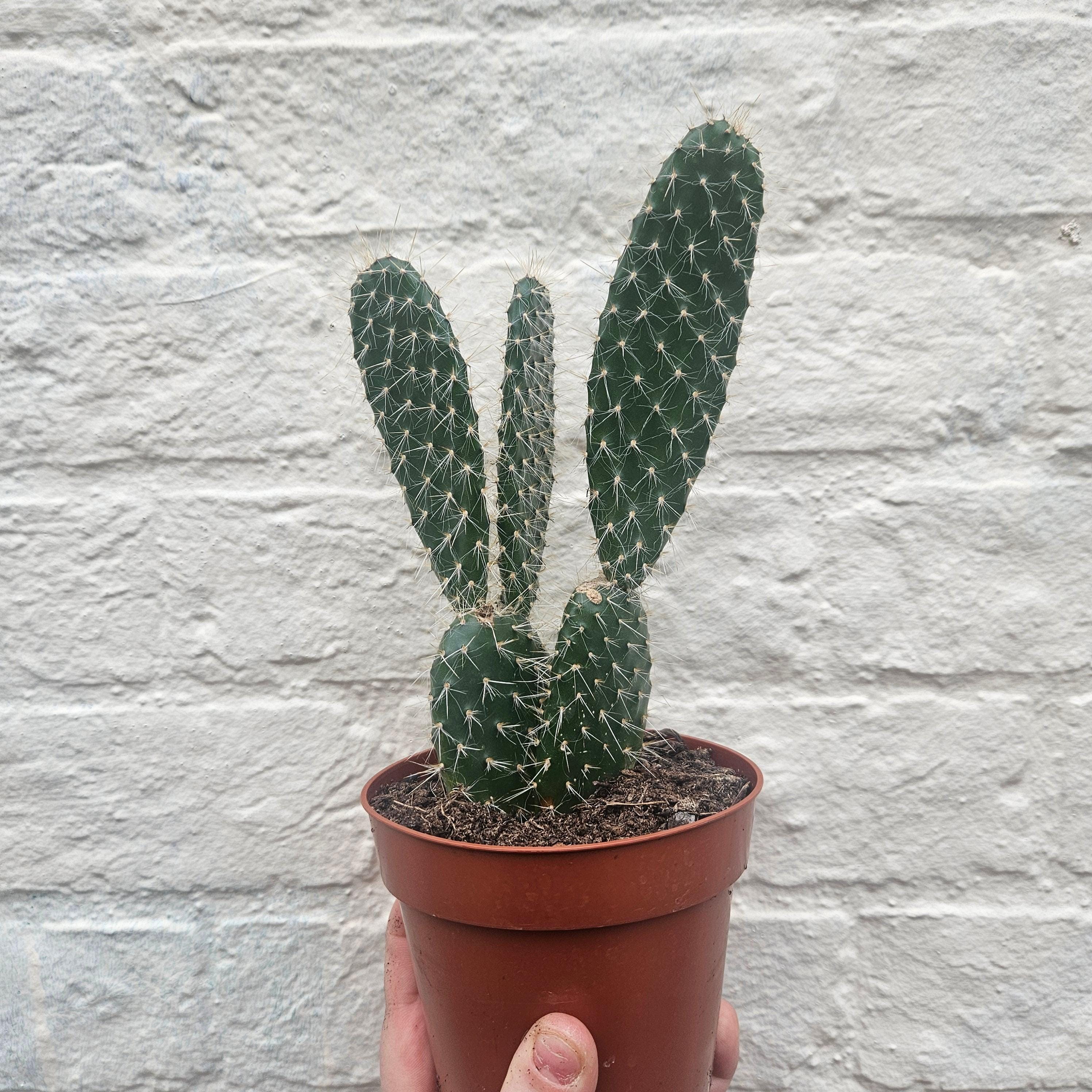 Opuntia pylana (Bunny ears cactus)