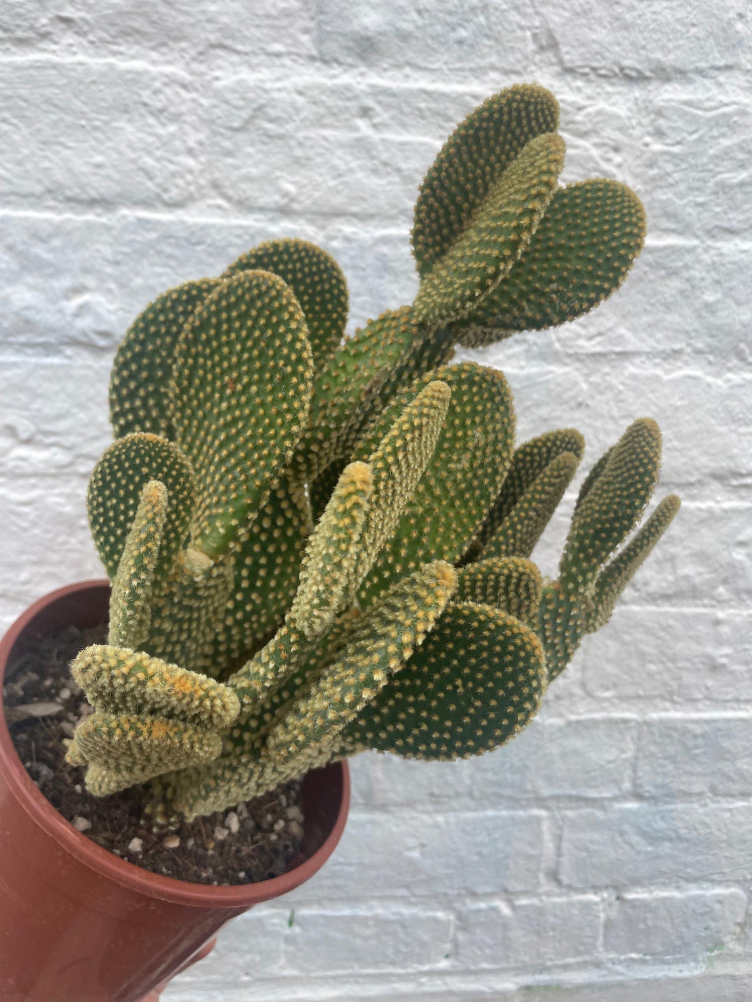 Opuntia microdasys (Bunny ear)