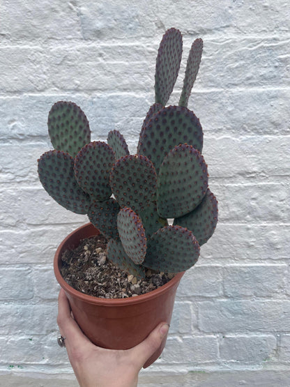 Opuntia microdasys (Bunny ear)