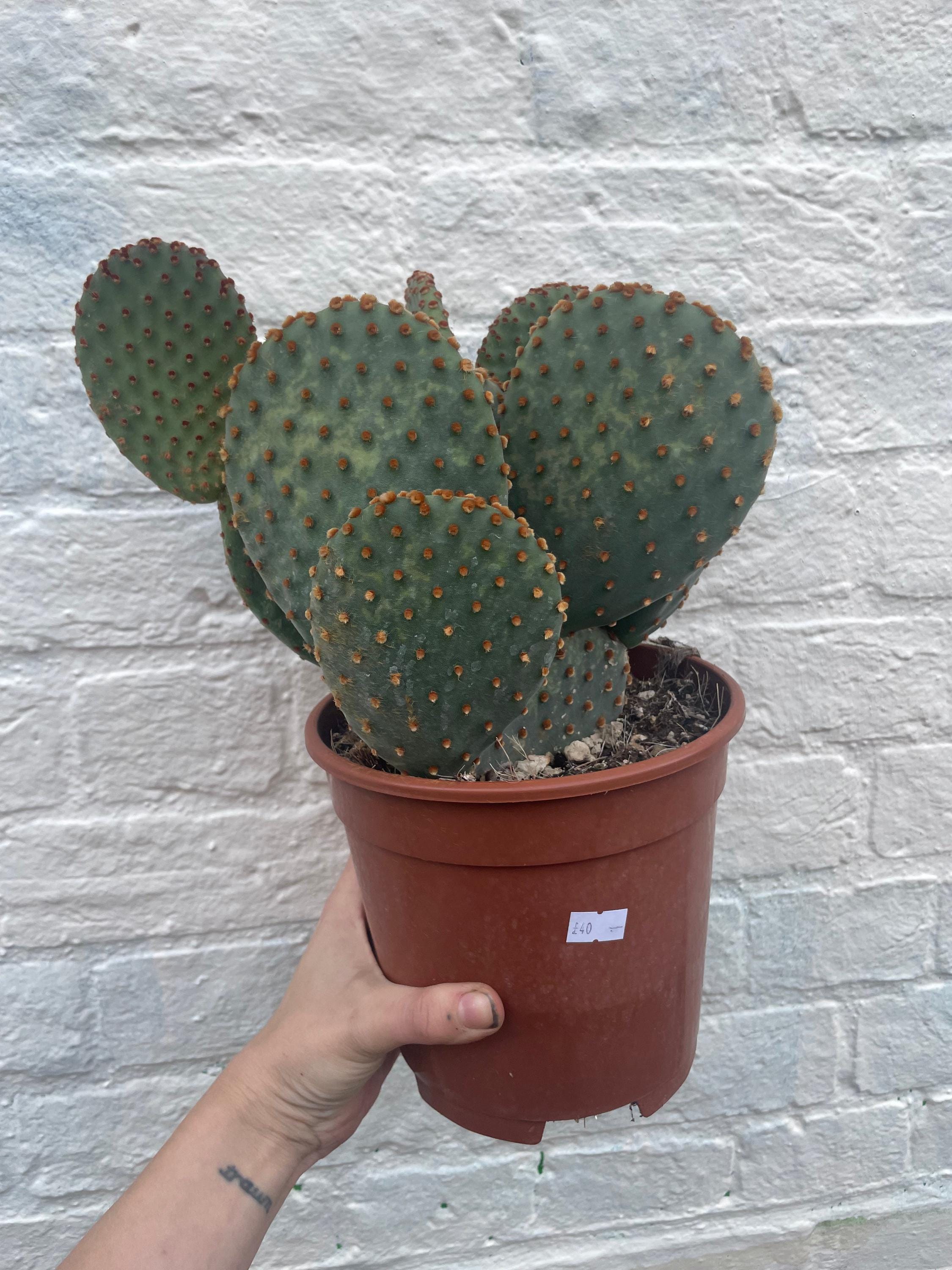 Opuntia microdasys (Bunny ear)