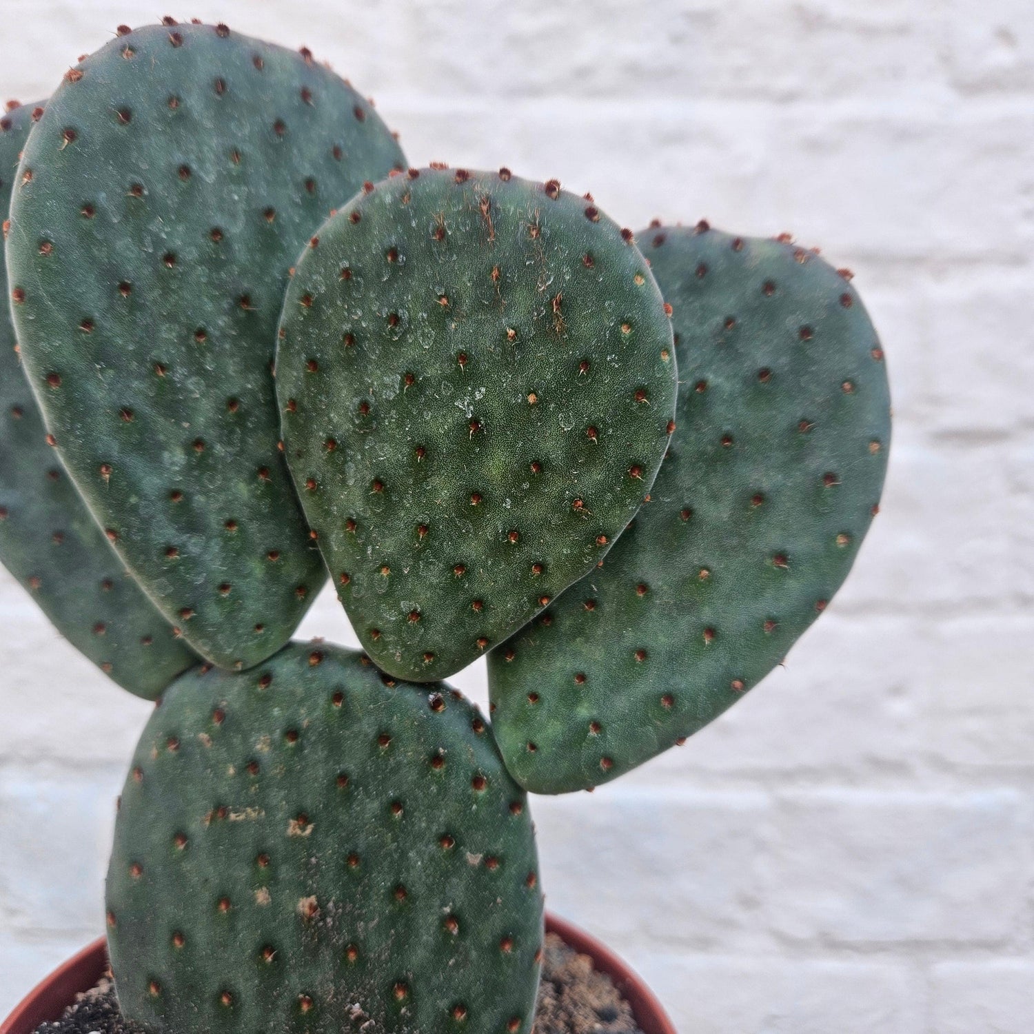 Opuntia microdasys (Bunny ear)