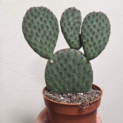 Opuntia microdasys (Bunny ear)