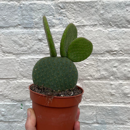 Opuntia microdasys (Bunny ear)