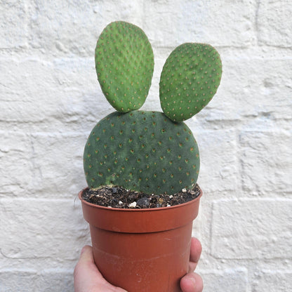 Opuntia microdasys (Bunny ear)