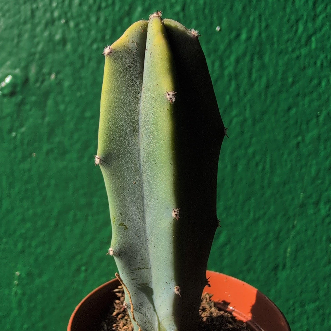 Myrtillocactus geometrizans (Blue Myrtle)