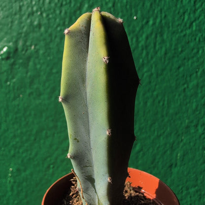 Myrtillocactus geometrizans (Blue Myrtle)