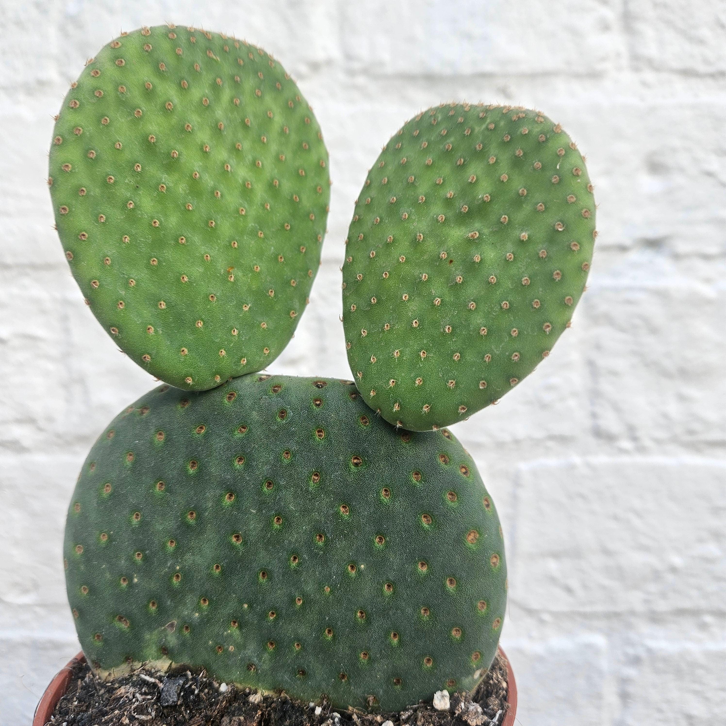 Opuntia microdasys (Bunny ear)