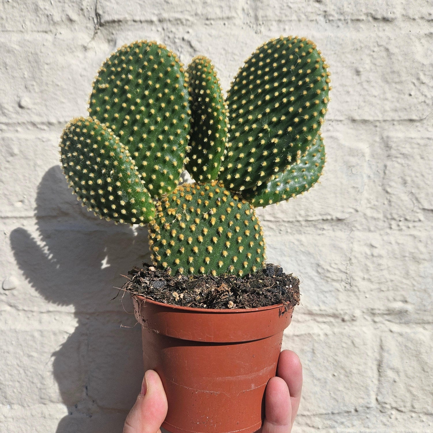 Opuntia microdasys (Bunny ear)