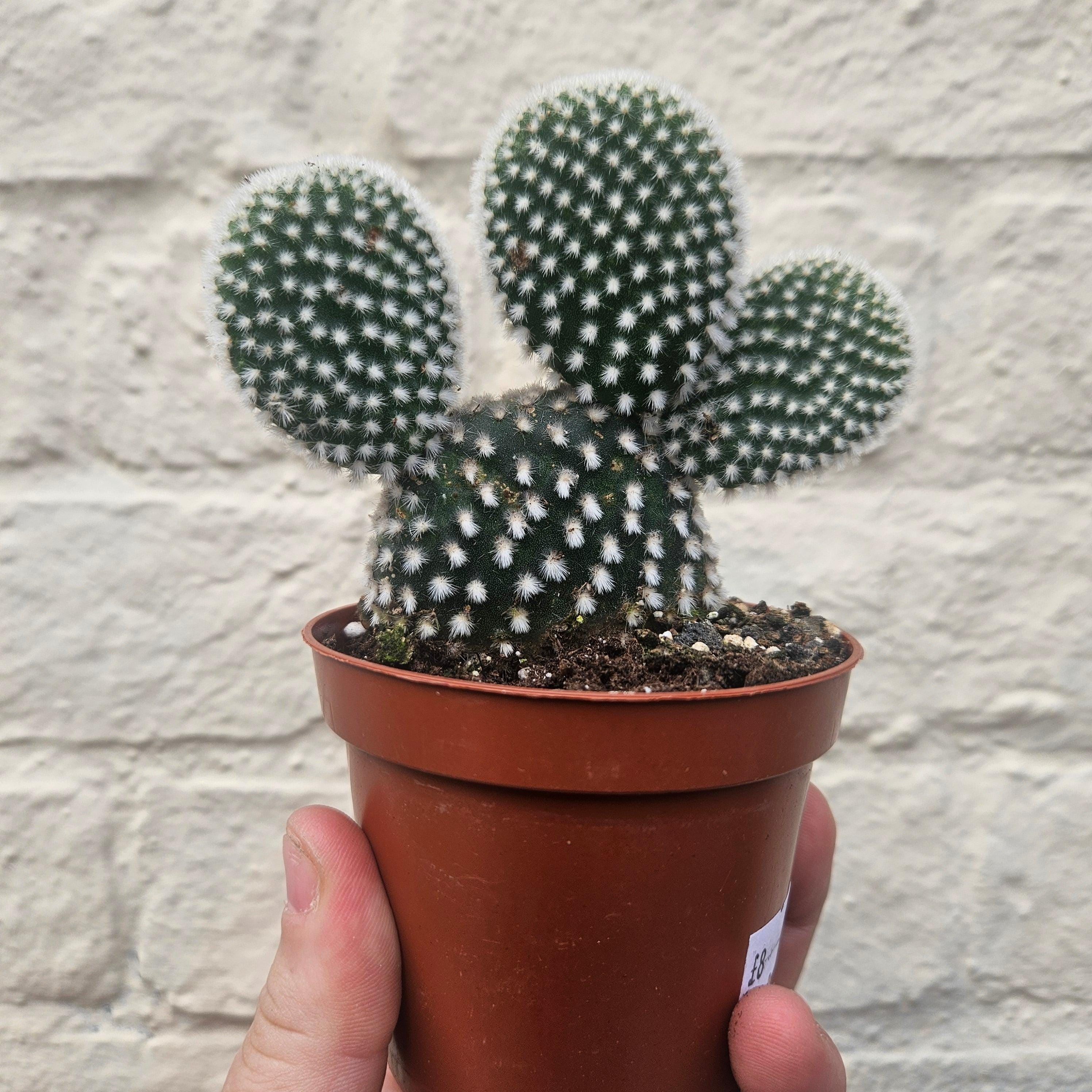 Opuntia microdasys (Bunny ear)