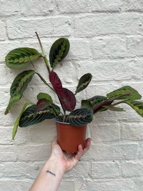 Maranta leuconeura &amp;