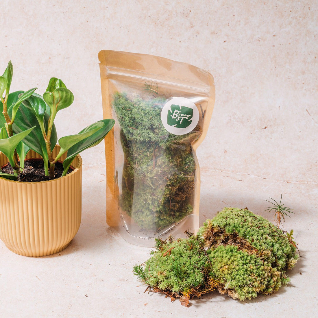 Leucobryum glaucum (Bun moss/Pincushion moss)