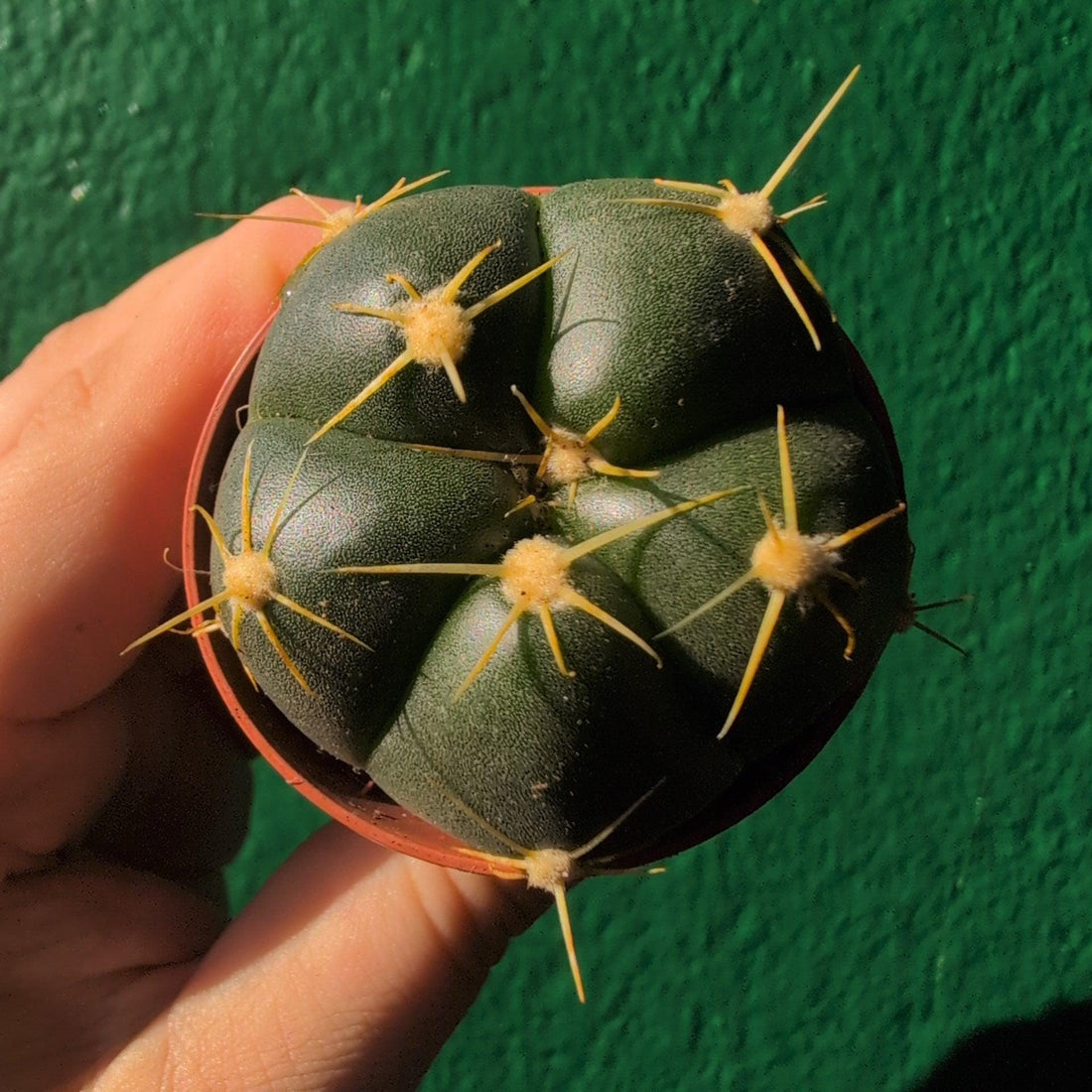 Gymnocalycium horstii (Spider Cactus)