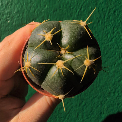 Gymnocalycium horstii (Spider Cactus)