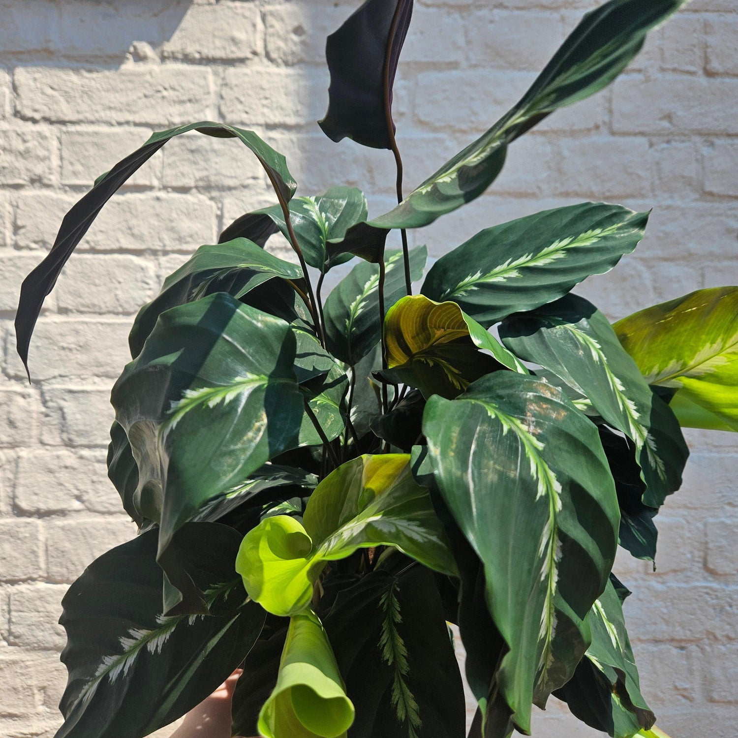 Goeppertia louisae &amp;