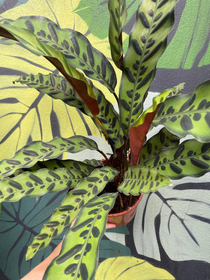 Calathea lancifolia (Rattlesnake plant)
