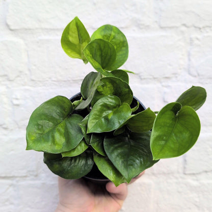Epipremnum pinnatum &amp;