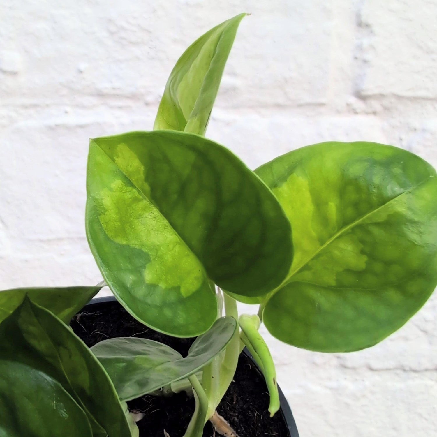 Epipremnum pinnatum &amp;