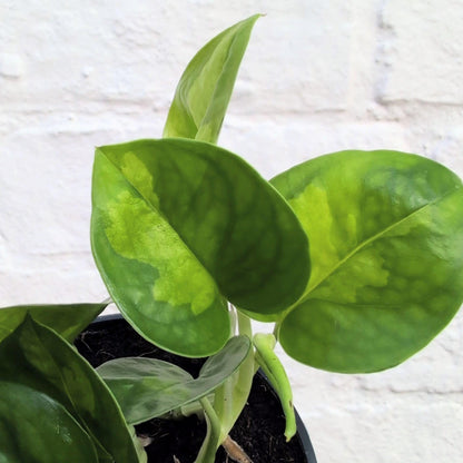 Epipremnum pinnatum &amp;