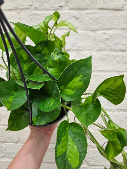 Epipremnum pinnatum &amp;