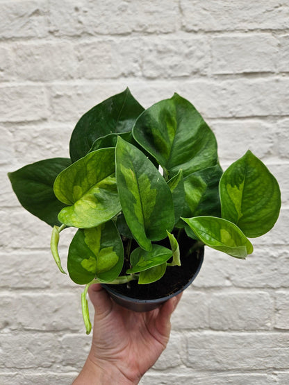 Epipremnum pinnatum &amp;