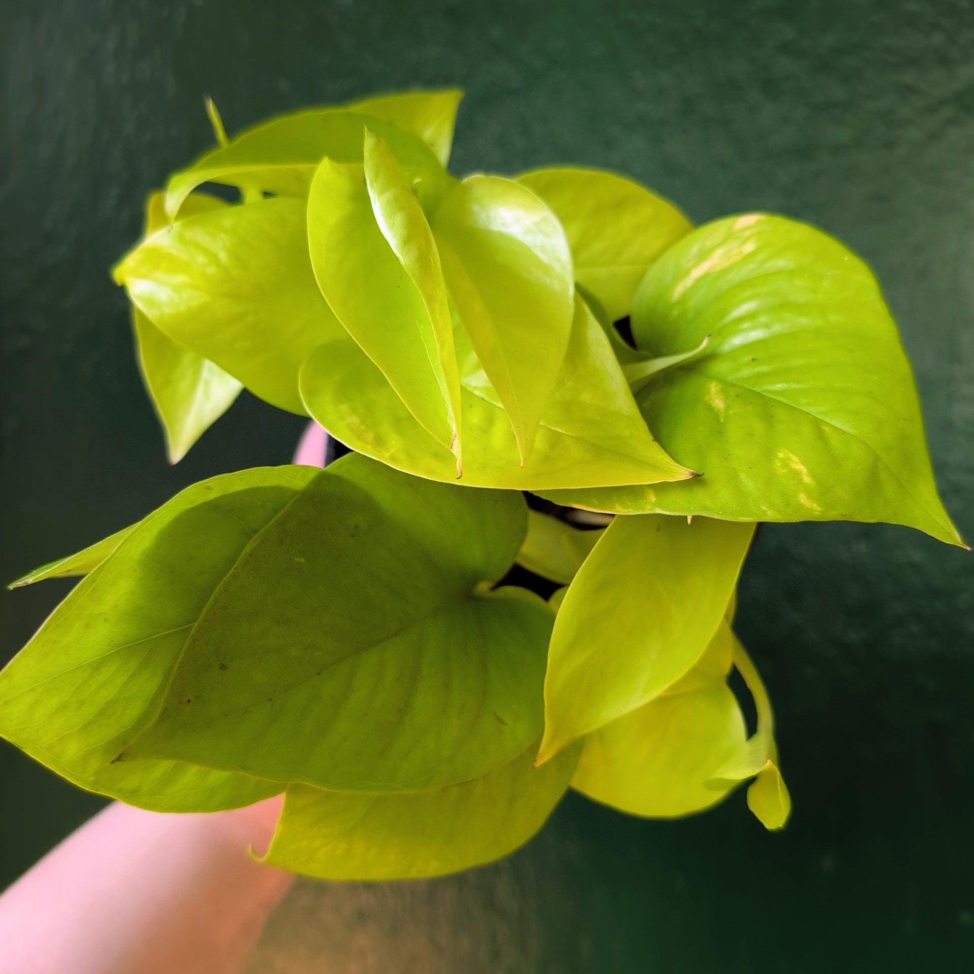 Epipremnum Aureum &amp;