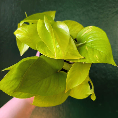 Epipremnum Aureum &amp;