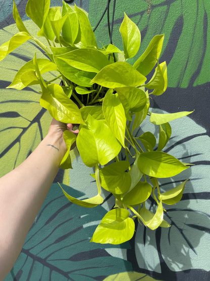 Epipremnum Aureum &amp;