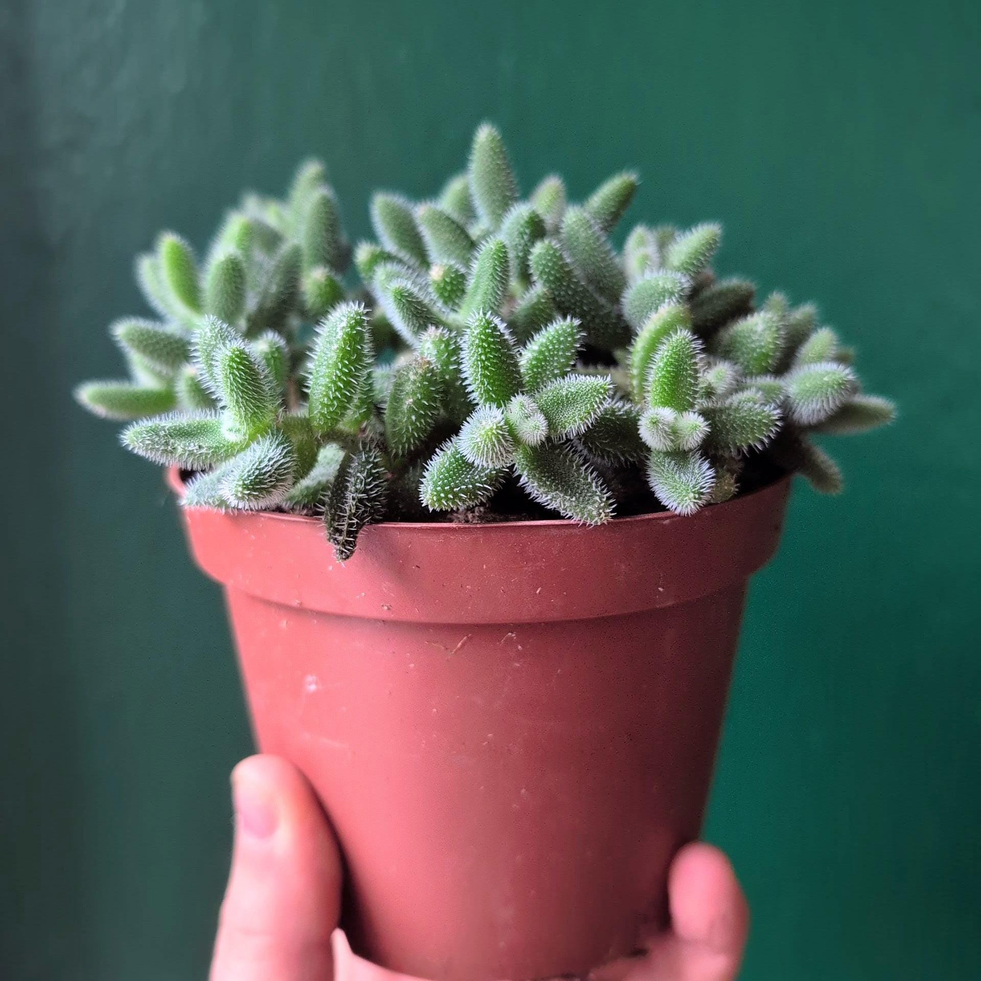 Delosperma echinatum (Pickle Plant)