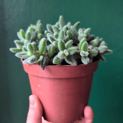 Delosperma echinatum (Pickle Plant)