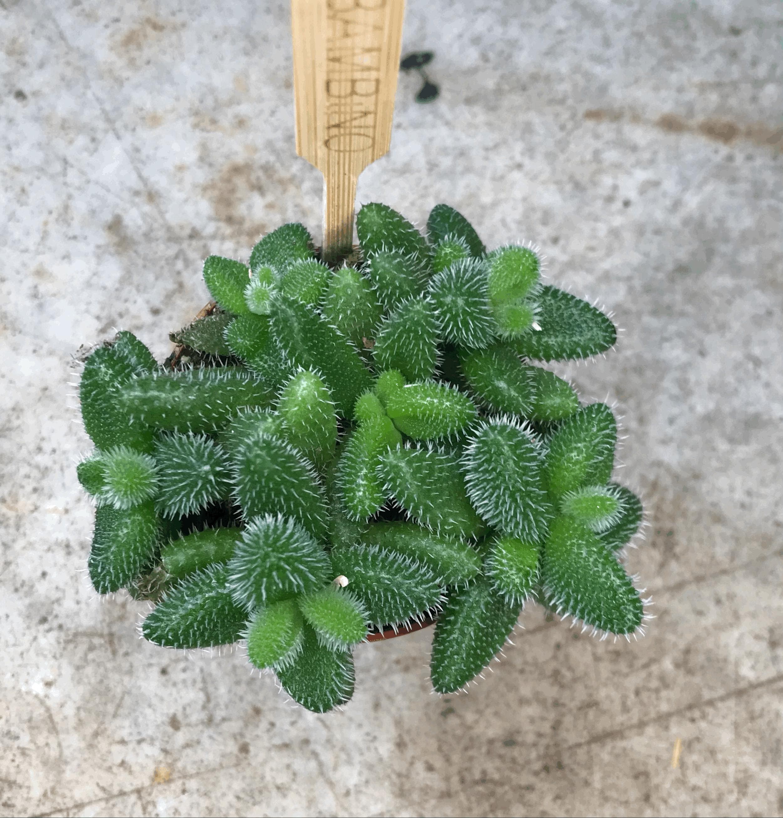 Delosperma echinatum (Pickle Plant)