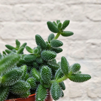 Delosperma echinatum (Pickle Plant)