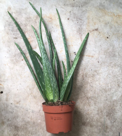 Aloe vera
