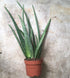 Aloe vera
